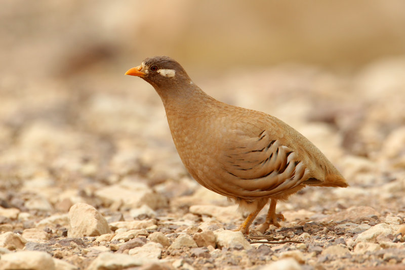 Sand Partridge (Ammoperdix heyi)