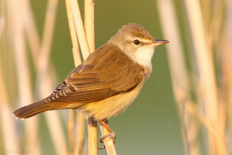 Great Reed Warbler (Acrocephalus arundinaceus)