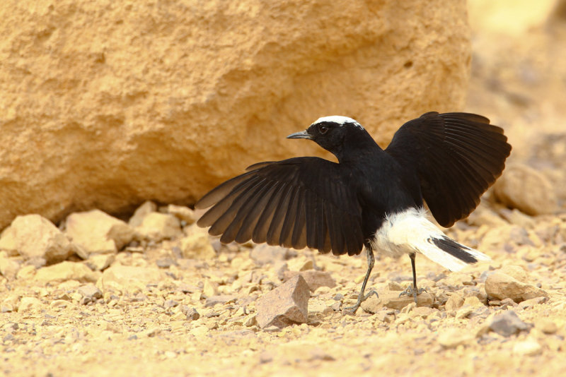 White-crowned Black Wheatear (Oenanthe leucopyga)