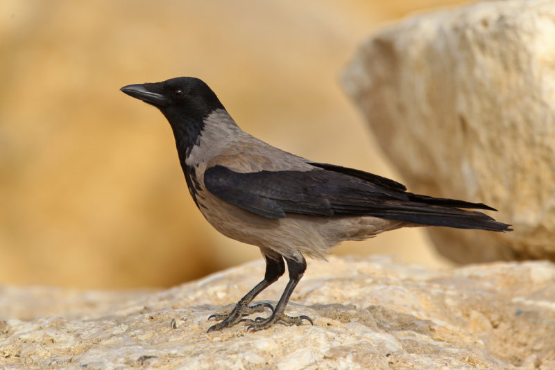 Hooded Crow (Corvus cornix)