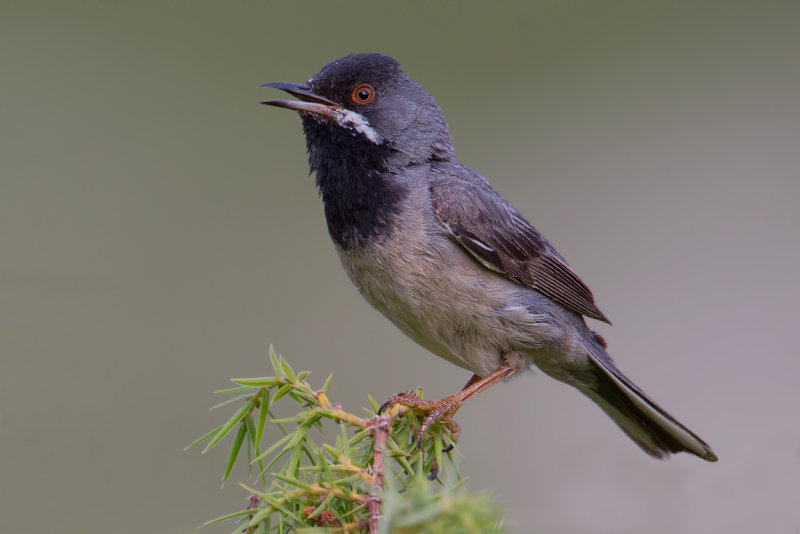 Ruppells Warbler (Sylvia rueppelli)