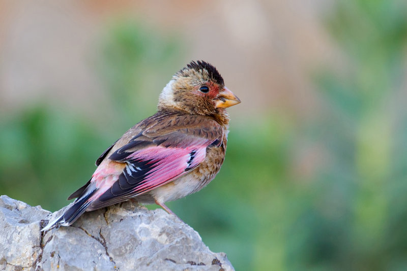 Asian Crimson-winged Finch (Rhodopechys sanguineus)