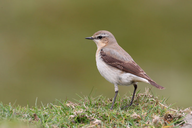 Northern Wheatear (Oenanthe oenanthe) ssp. oenanthe