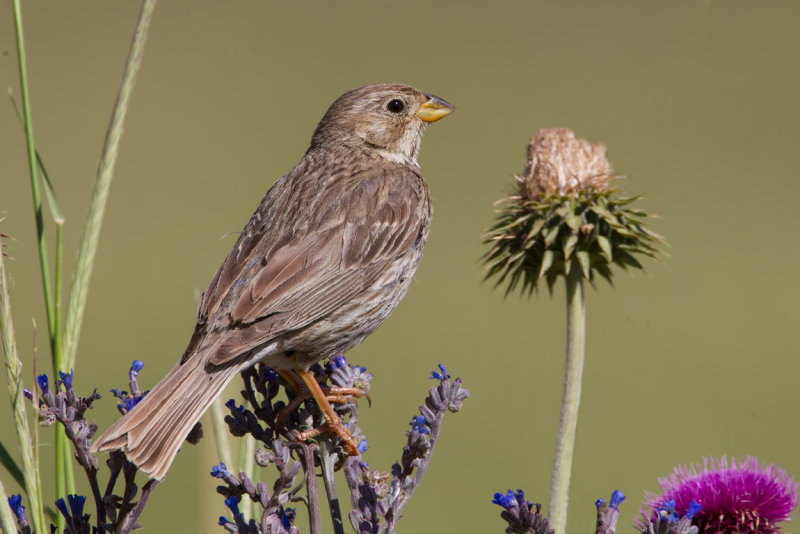 Corn Bunting (Miliaria calandra)