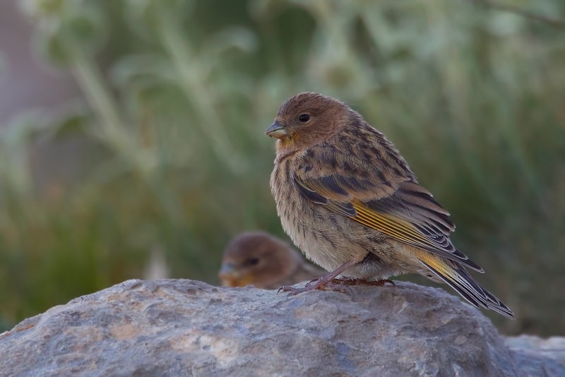 Red-fronted Serin (Serinus pusillus)