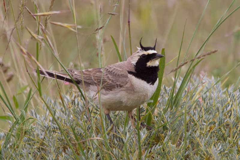 Central Asian Horned Lark (Eremophila penicillata)