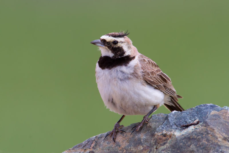 Central Asian Horned Lark (Eremophila penicillata)