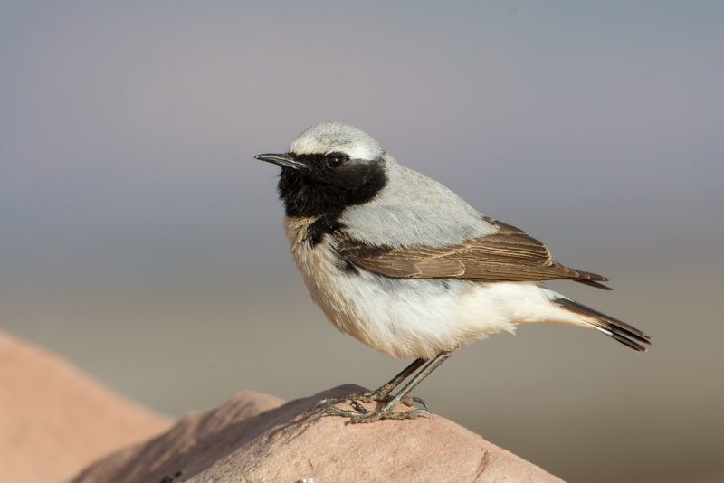 Seebohms Wheatear (Oenanthe seebohmi)