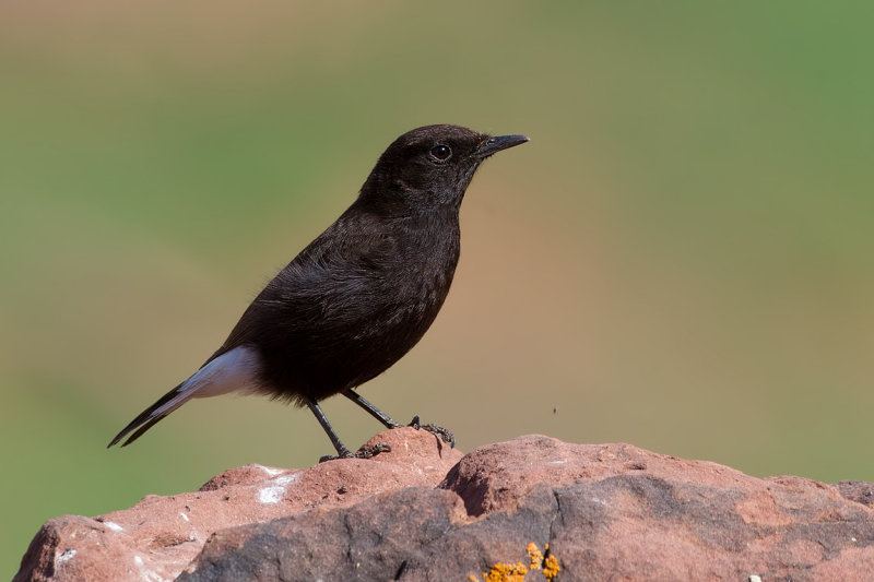 Black Wheatear (Oenanthe leucura)