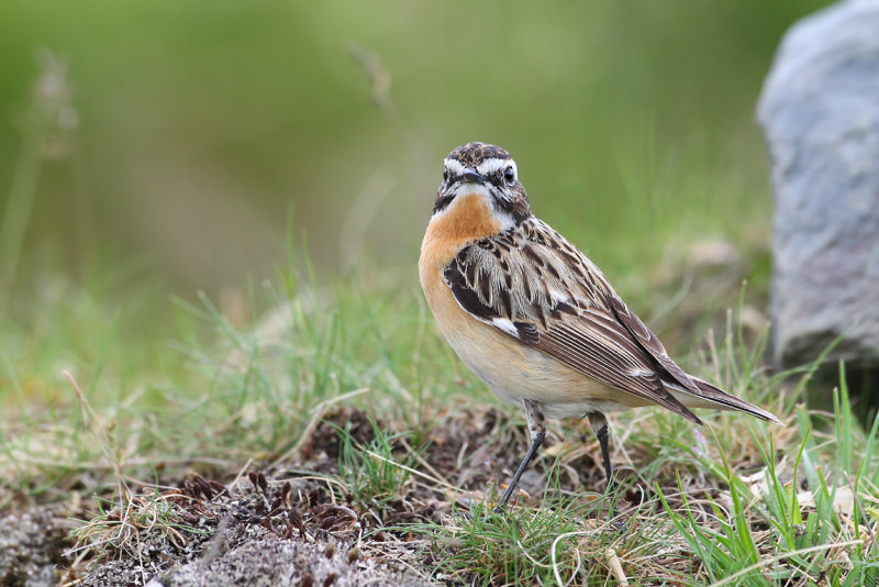 Whinchat (Saxicola rubetra) 