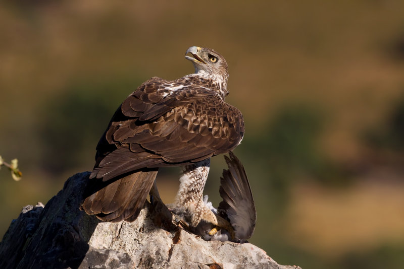 Bonellis Eagle (Aquila fasciata) 