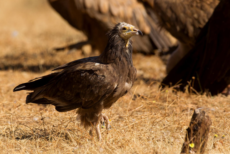 Egyptian Vulture (Neophron percnopterus)
