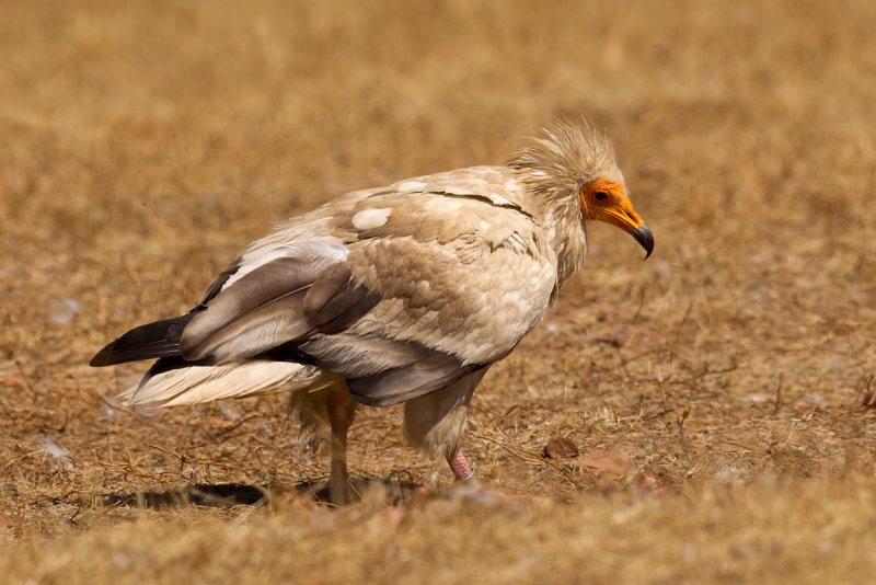 Egyptian Vulture (Neophron percnopterus)