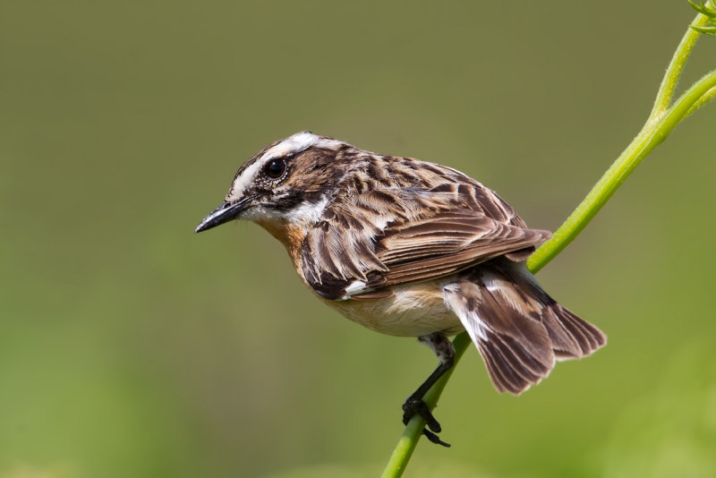 Whinchat (Saxicola rubetra)