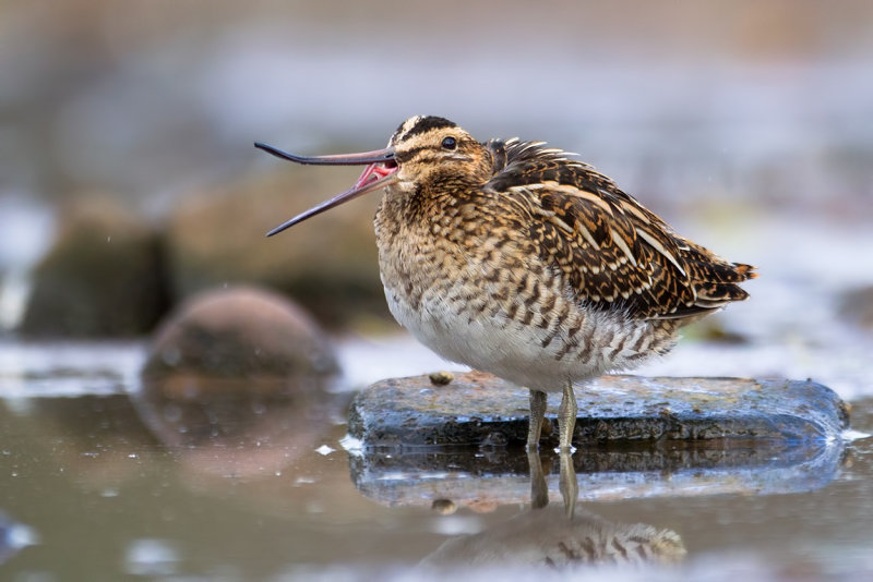 Common Snipe (Gallinago gallinago)