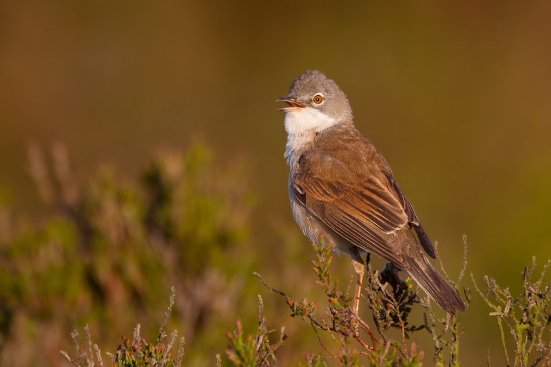 Common Whitethroat (Sylvia communis)