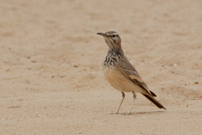 Greater Hoopoe Lark (Alaemon alaudipes boavistae)