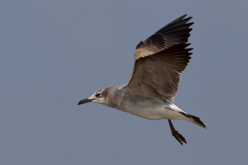 Laughing Gull (Leucophaeus atricilla)