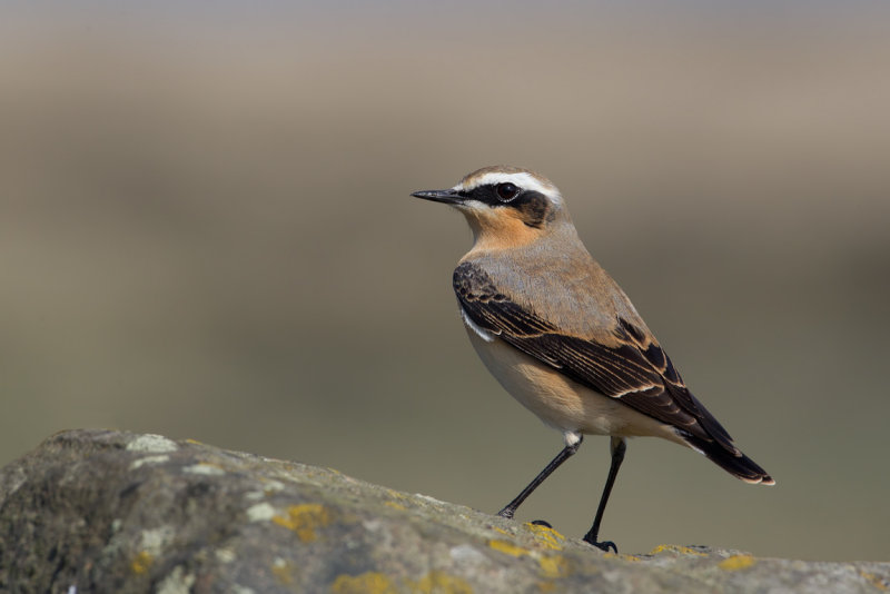 (Greenland) Northern Wheatear (Oenanthe oenanthe leucorhoa) 