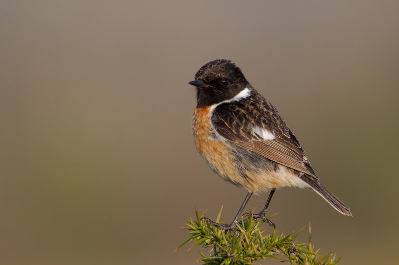 European Stonechat (Saxicola rubicola)