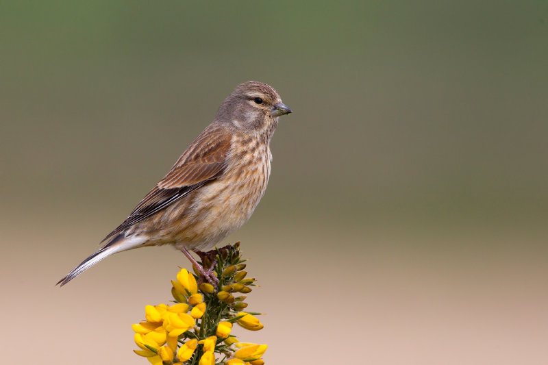 Eurasian Linnet (Linaria cannabina)