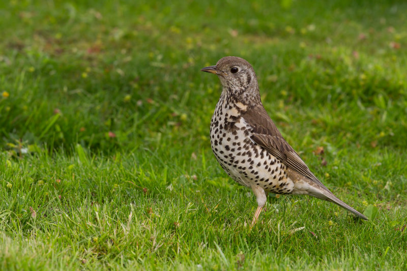 Mistle Thrush (Turdus viscivorus)