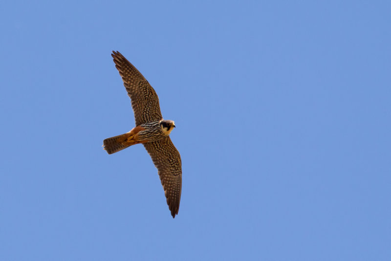 Eurasian Hobby (Falco subbuteo)