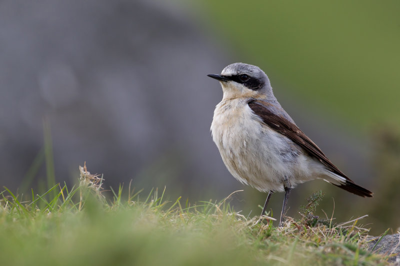 Northern Wheatear (Oenanthe oenanthe)