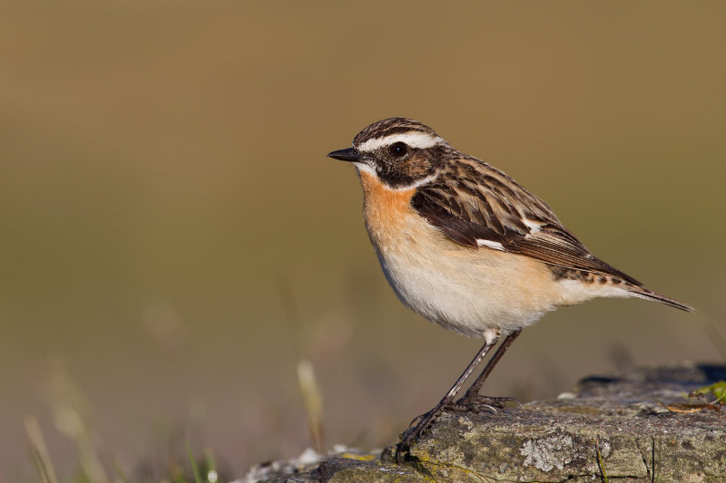 Whinchat (Saxicola rubetra)