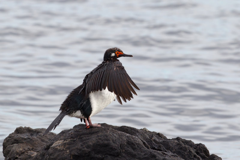 Rock Cormorant (Phalacrocorax magellanicus)