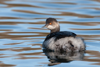 Black-necked Grebe (Podiceps nigricollis)