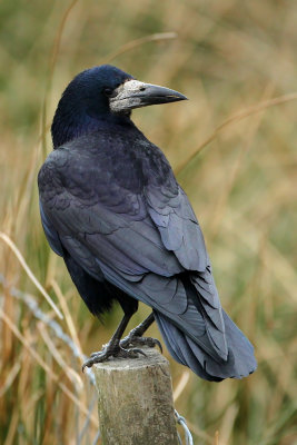 Rook (Corvus frugilegus)