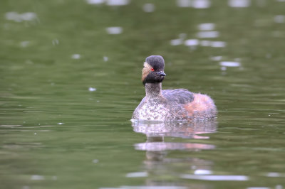 Black-necked Grebe (Podiceps nigricollis)