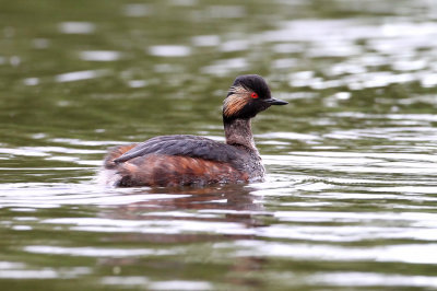 Black-necked Grebe (Podiceps nigricollis)