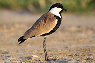 Spur-winged Plover (Vanellus spinosus)