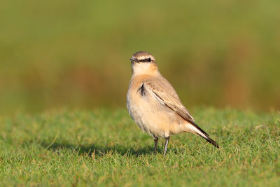 Isabelline Wheatear (Oenanthe isabellina)