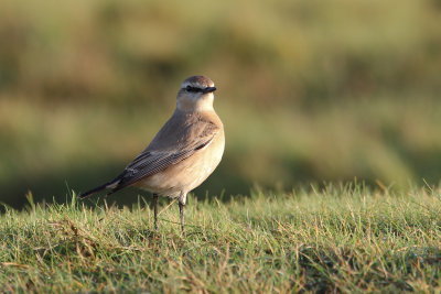 Isabelline Wheatear (Oenanthe isabellina)