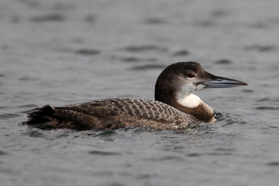 5. Great Northern Diver (Gavia immer)