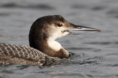6. Great Northern Diver (Gavia immer)