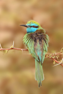 Little Green Bee-eater (Merops orientalis)