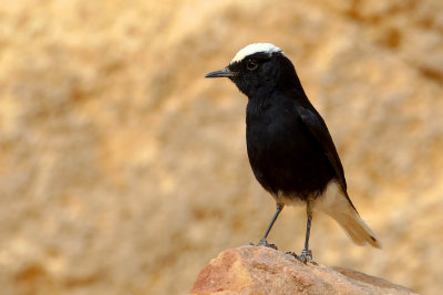 White-crowned Black Wheatear (Oenanthe leucopyga)