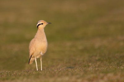 Cream-coloured Courser - Herefordshire