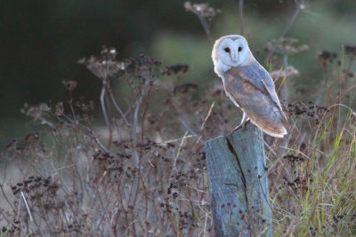 Barn Owl (Tyto alba)