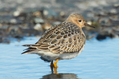 Buff-breasted Sandpiper - (Calidris subruficollis)