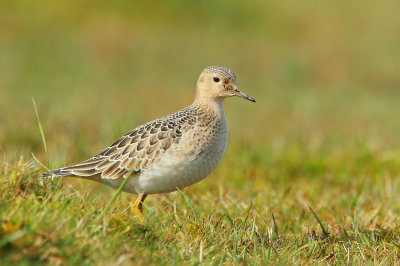 Buff-breasted Sandpiper  (Calidris subruficollis)