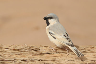 Birds in Morocco 
