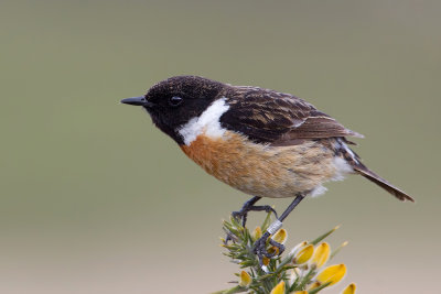 European Stonechat (Saxicola rubicola) 