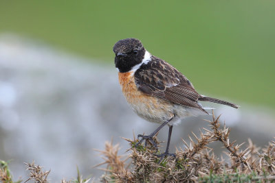 European Stonechat (Saxicola rubicola) 