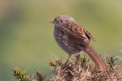 Dunnock (Prunella modularis)