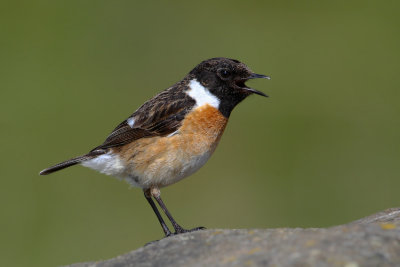 European Stonechat (Saxicola rubicola) 